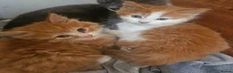 Mixed Breed cats for sale: 2 beautiful kittens left 😍  - Advert 5