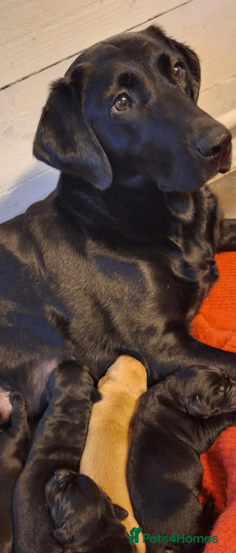 Labrador Retriever dogs Labrador Pups from Championship Lines - Advert 3