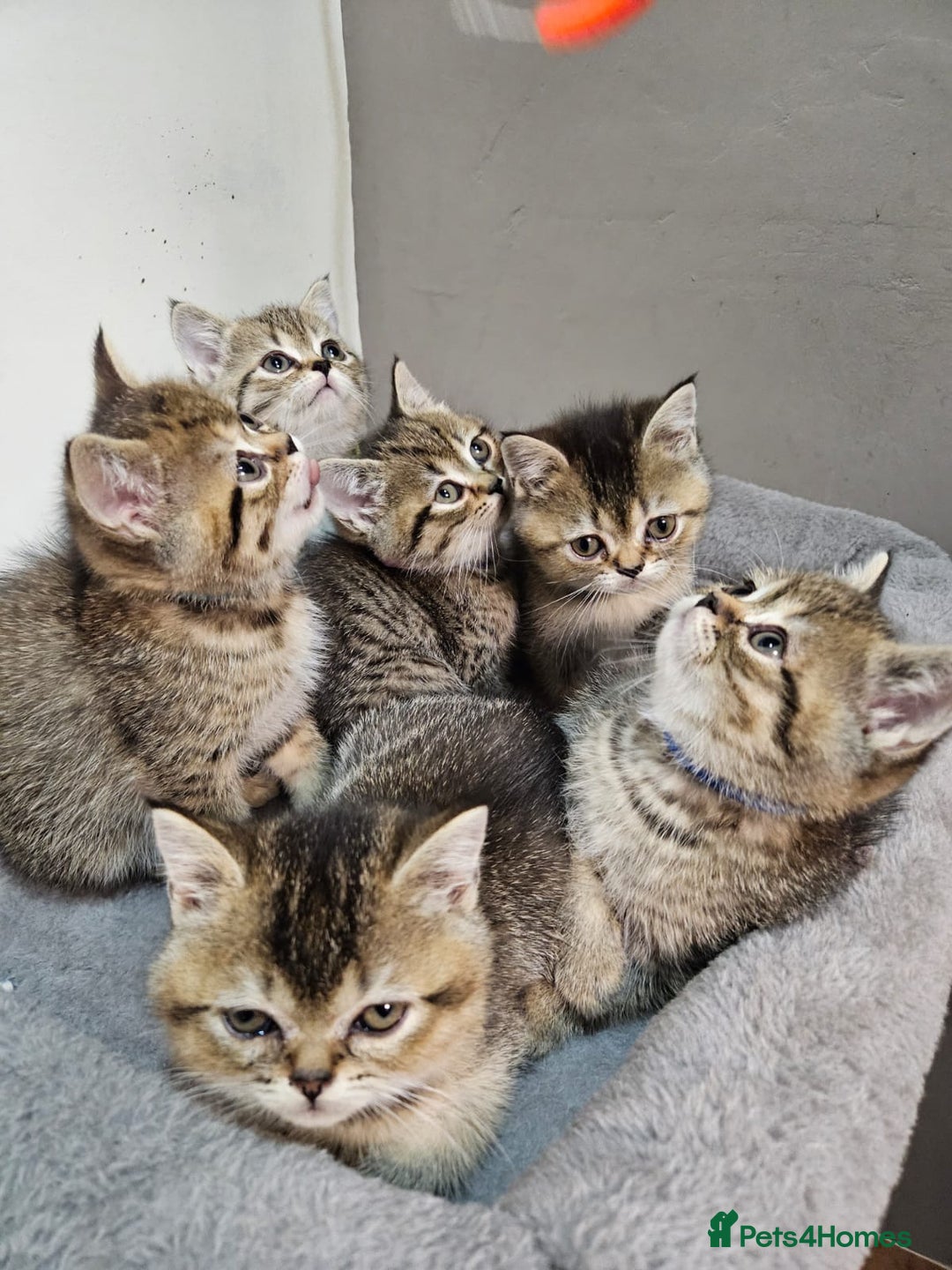 British Shorthair cats for sale: British Shorthair Kittens Full Pedigree Parents  - Advert 4