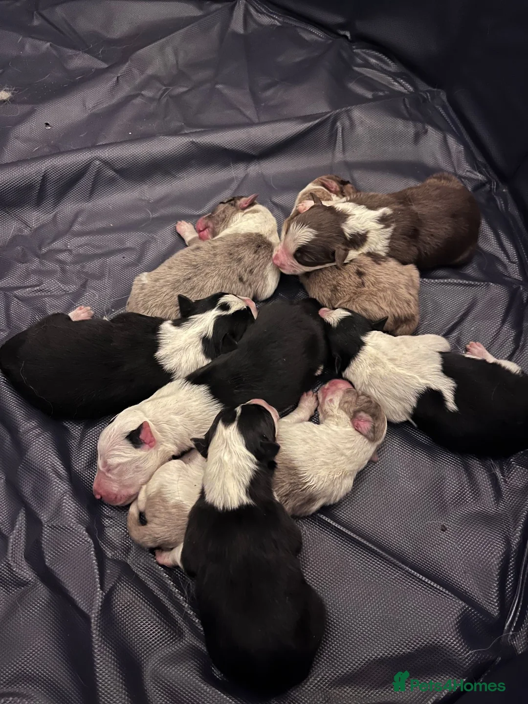 Border Collie dogs for sale: Border Collie Pups - Advert 2