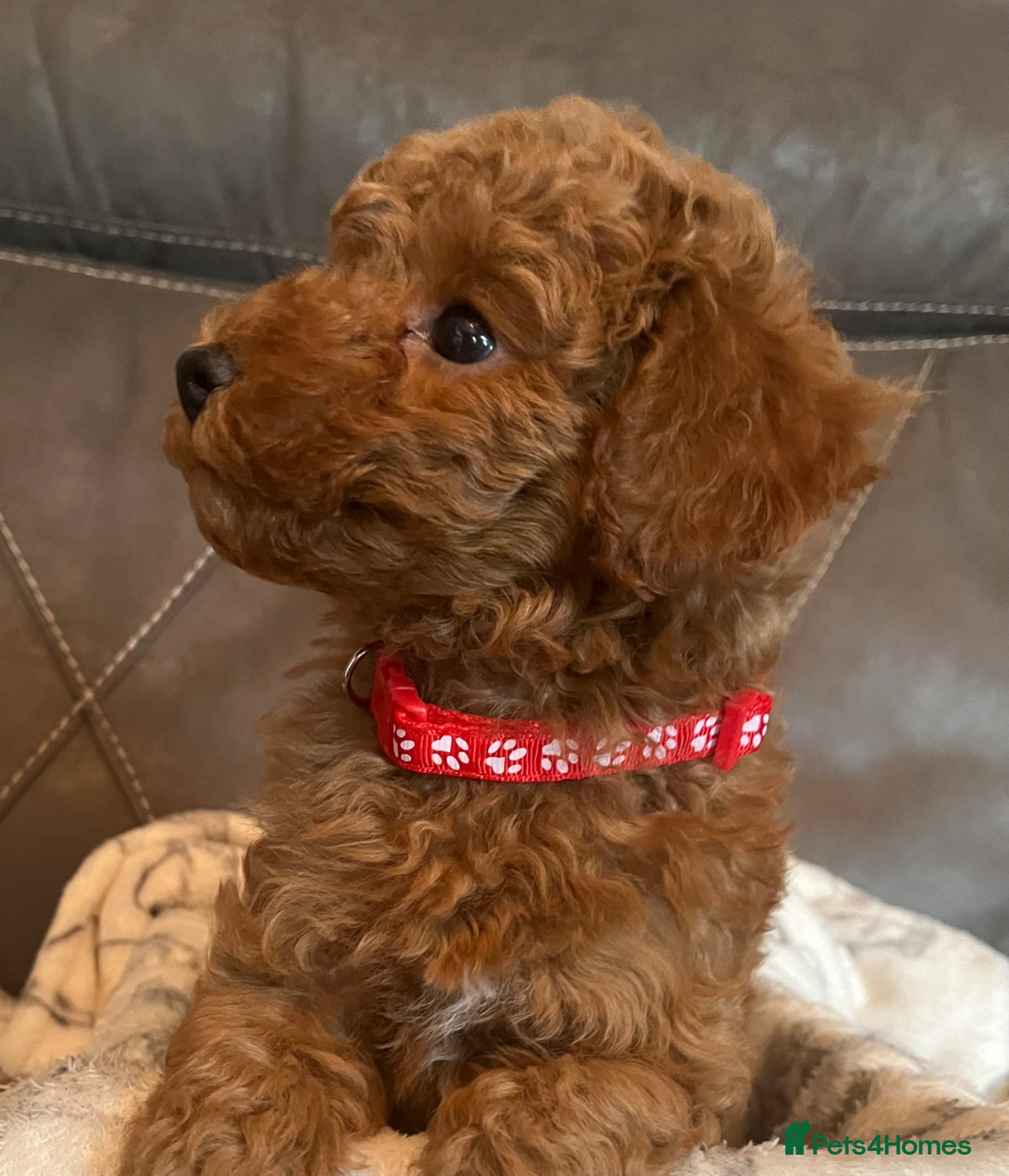 Toy Poodle dogs Toy poodle puppies  - Advert 3