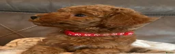 Toy Poodle dogs for sale: Toy poodle puppies  - Advert 11