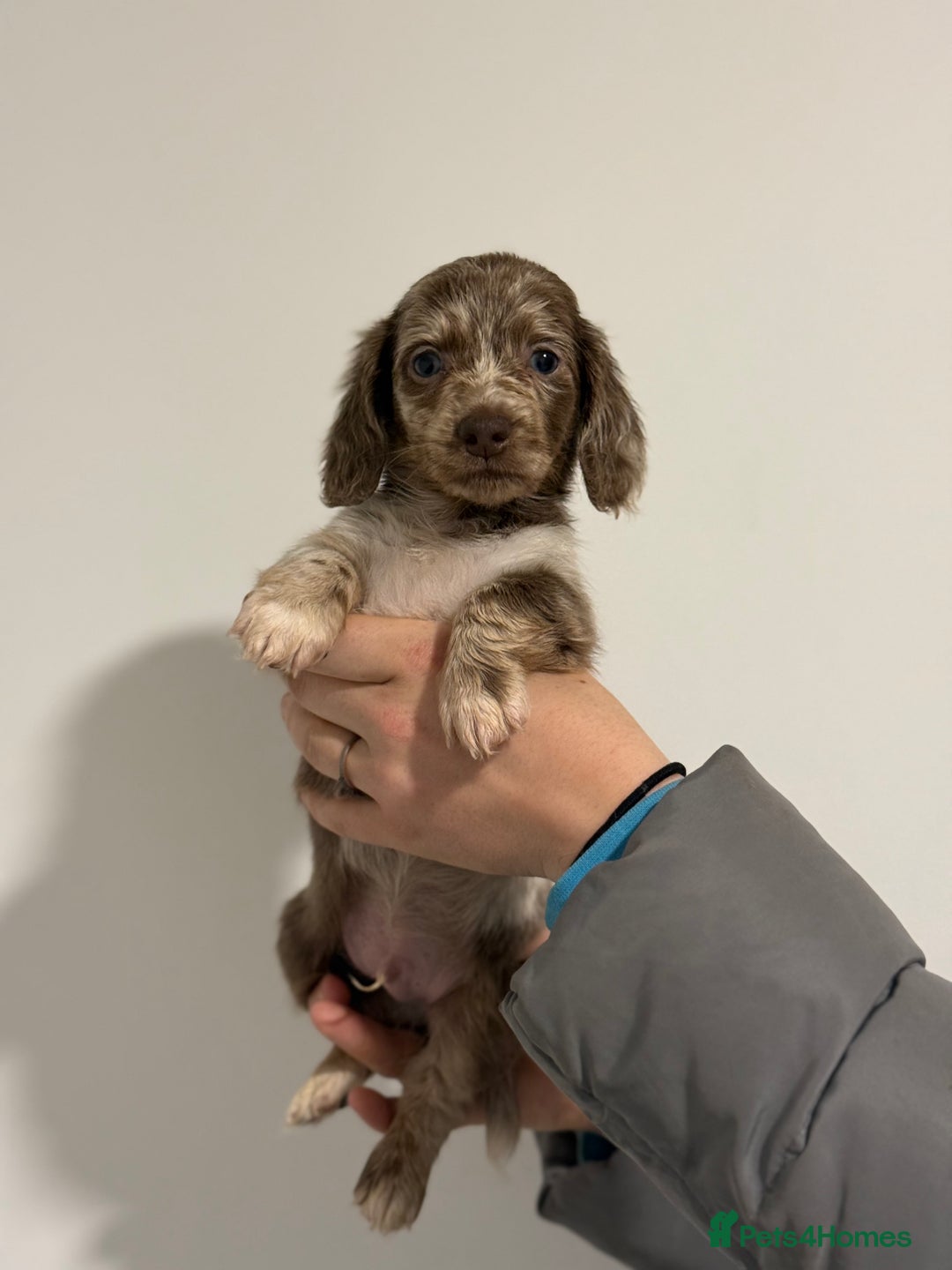 Miniature Dachshund dogs for sale: KC Registered Miniature Dachshund Puppies ❤️ - Advert 4