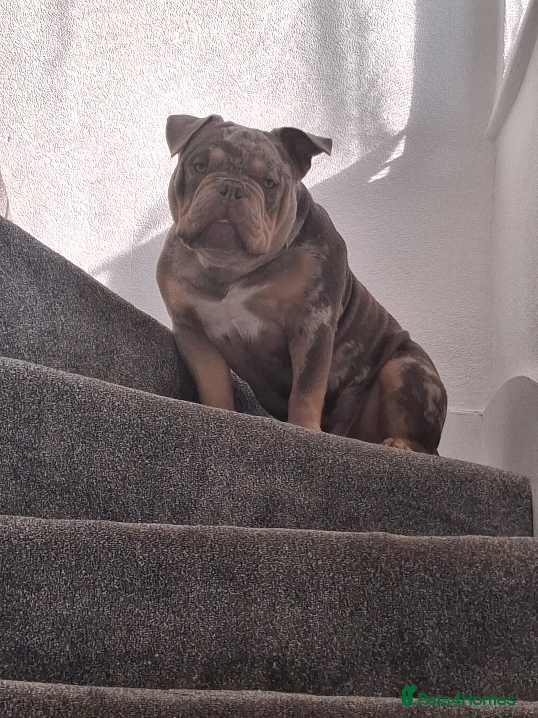 American Bully dogs for sale: American bully pocket boys  - Advert 3