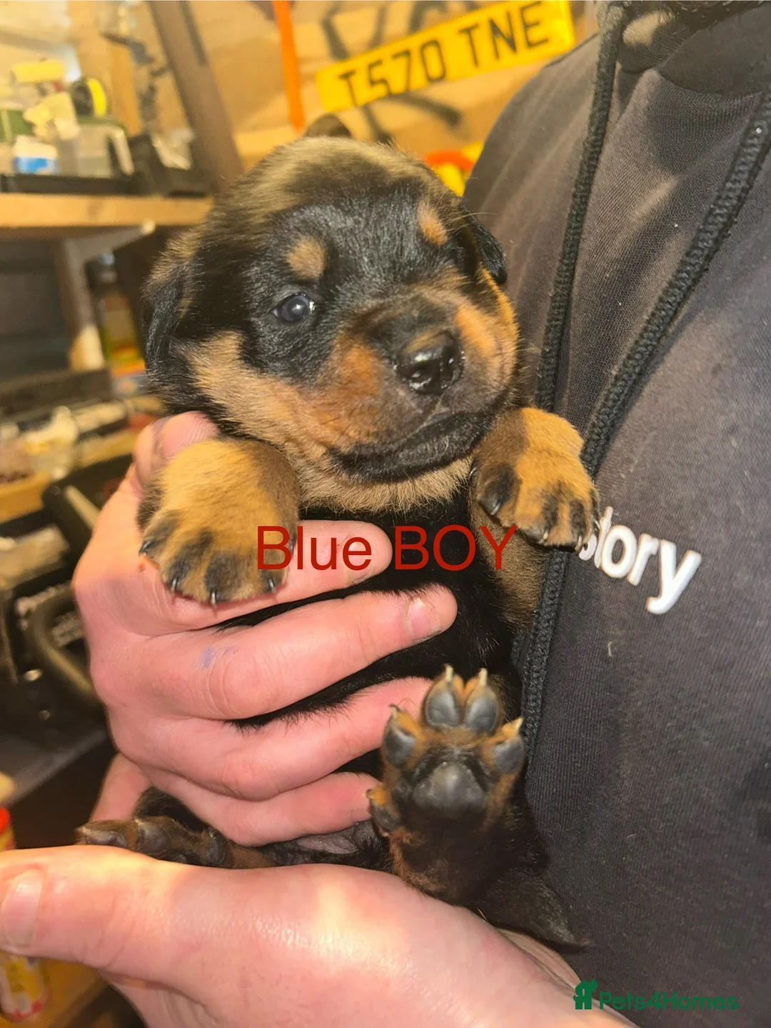 Rottweiler dogs for sale: CHUNKY BEAUTIFUL ROTTWEILERS   - Advert 10