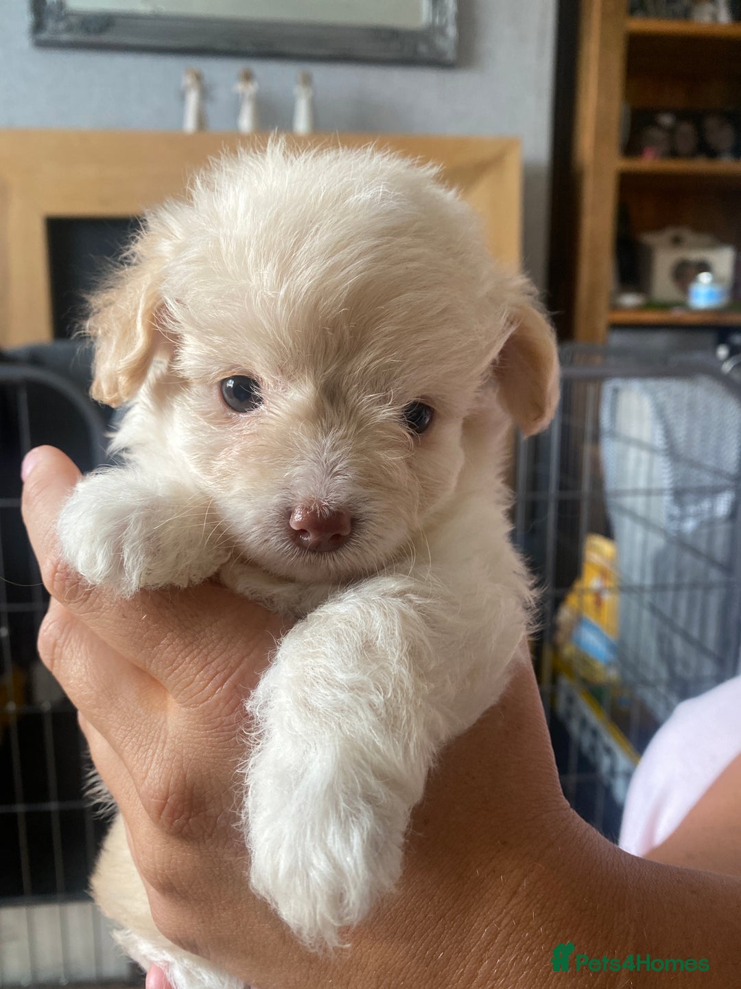 Chipoo dogs for sale: Chipoo Girls 💗 - Image 6