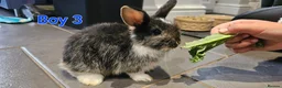 Mixed Breed rabbits for sale: Mini lop x Netherlands dwarf - Advert 22