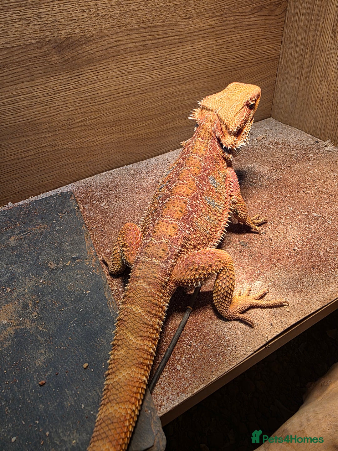 Bearded Dragon reptiles for sale: Hypo Red leatherback bearded dragon for rehoming - Image 8