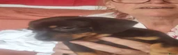 Mixed Breed cats for sale: Dachshund cross puppies - Advert 4