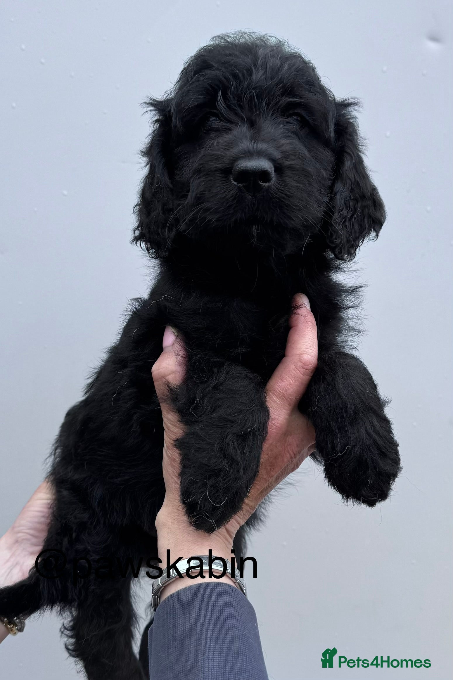 Mini Goldendoodle dogs for sale: F1 mini golden doodles - Advert 6
