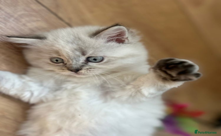 Mixed Breed cats - Advert 9