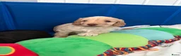 Cockapoo dogs for sale: Stunning F1B little girls looking for 5 star homes in Coventry - Advert 24