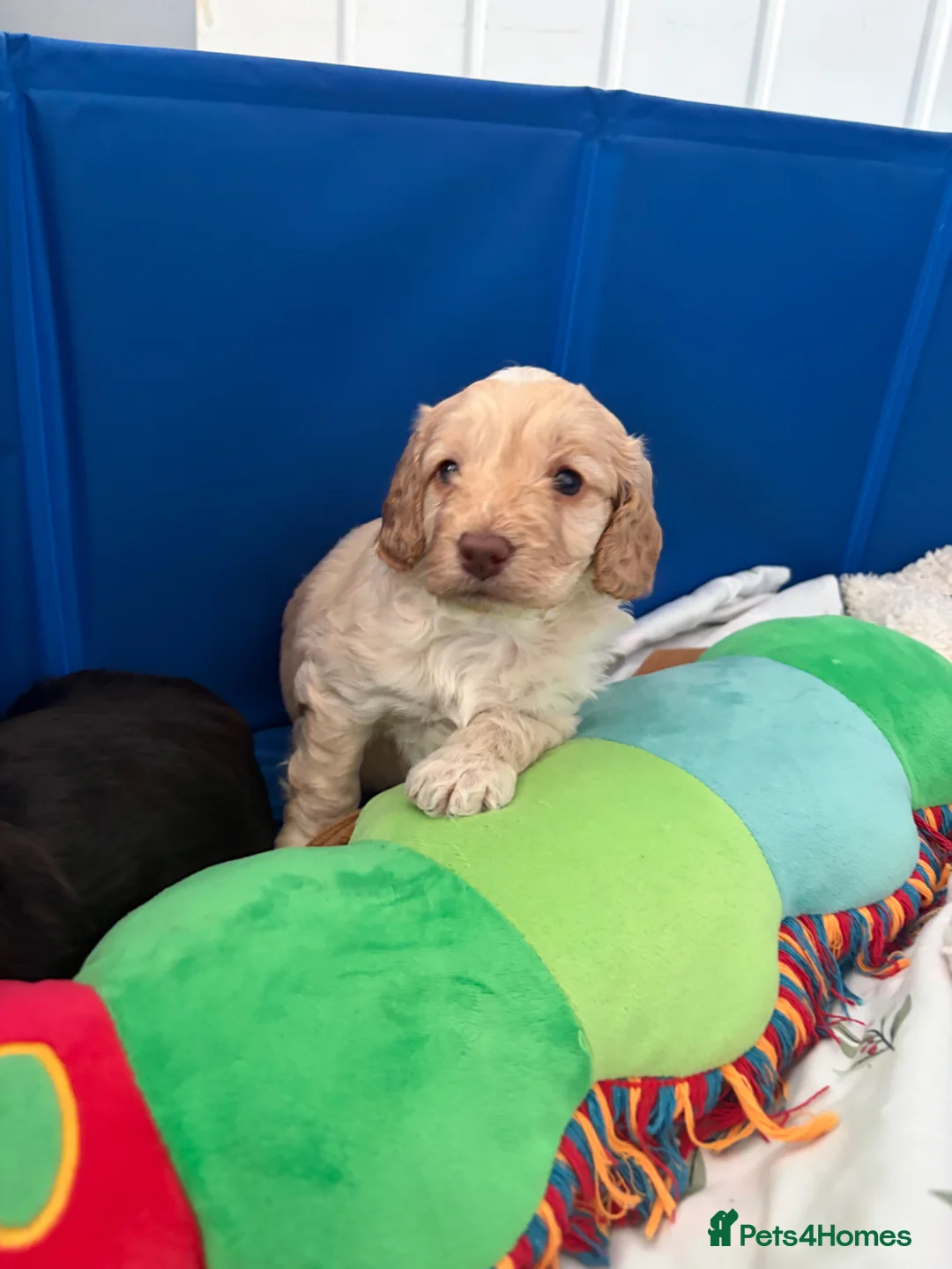 Cockapoo dogs for sale: Stunning F1B little girls looking for 5 star homes in Coventry - Advert 24
