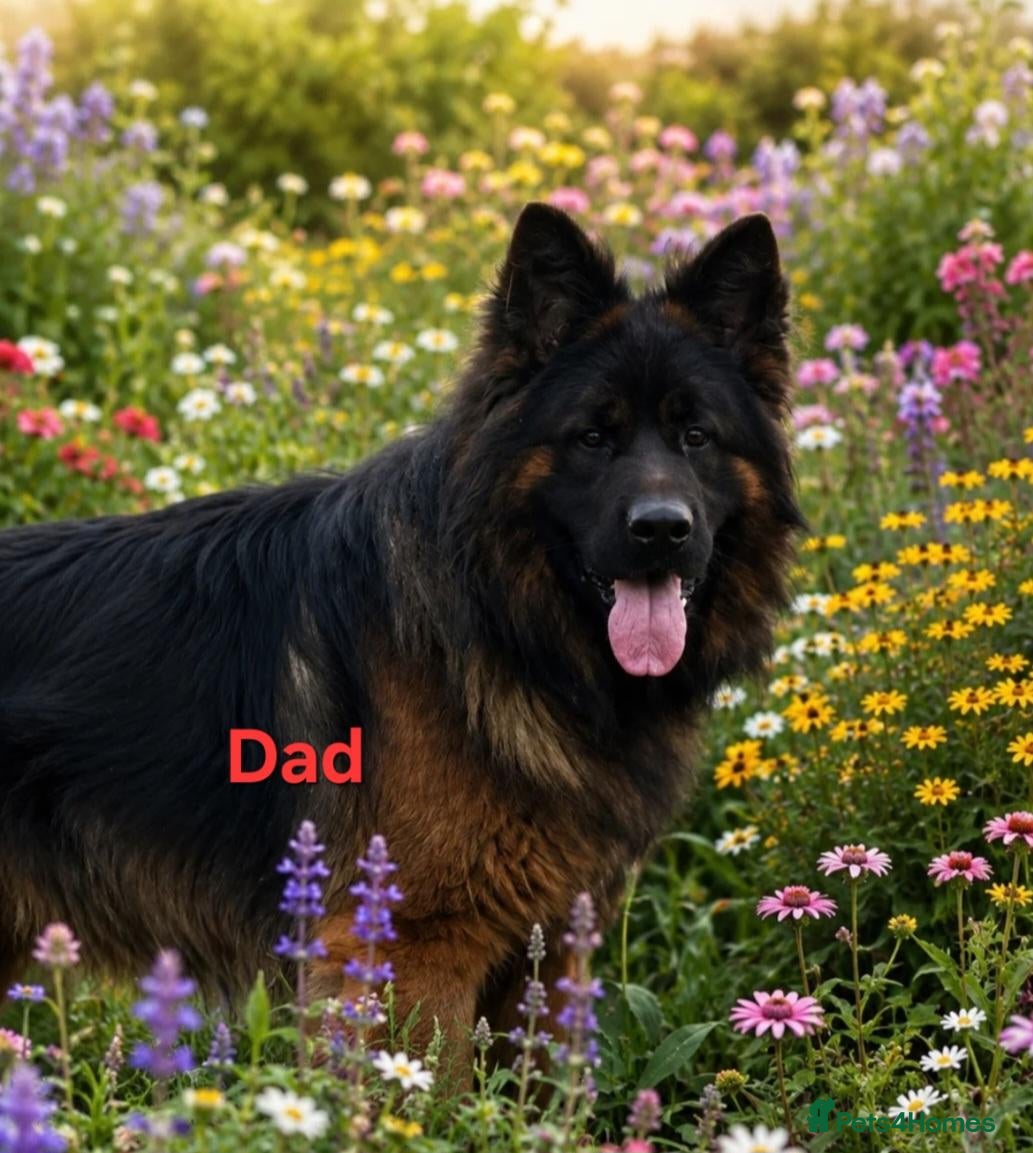 German Shepherd dogs for sale: KC, DM clear, health tested, German Shepherds  - Advert 2