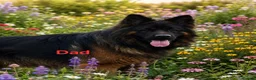 German Shepherd dogs for sale: KC, DM clear, health tested, German Shepherds  - Advert 6