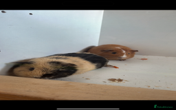 Guinea Pig rodents for sale: Sweet guinea pig boys for sad rehome  - Image 3