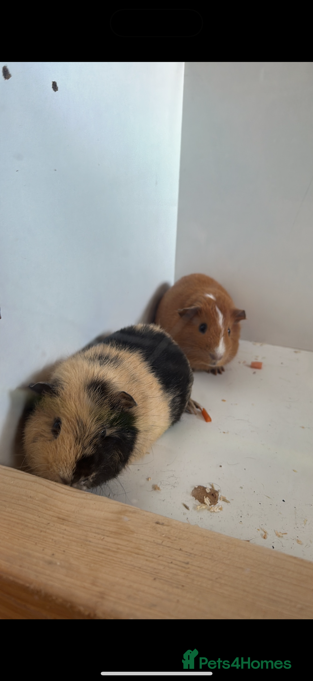 Guinea Pig rodents for sale: Sweet guinea pig boys for sad rehome  - Image 3