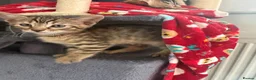 Bengal cats for sale: 🐾Stunning Bengal Kittens ready for Loving Homes🐾 - Advert 6