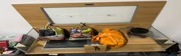 Leopard Gecko reptiles for sale: Male Leopard Gecko with Terrarium and equipment  - Advert 6