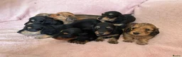 Miniature Dachshund dogs for sale: GORGEOUS KC reg PRA CLEAR MINI DACHSHUND PUPPIES in Swansea - Advert 28