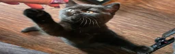 British Shorthair cats for sale: Rare Colour Black British Shorthair Kitten - Advert 8