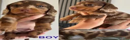 Miniature Dachshund dogs for sale: Miniature dachshund puppies 2 long hair 3 smooth  - Advert 7