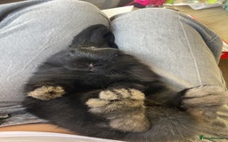 Mini Lop rabbits for sale: 10 week old female mini lop - Image 2