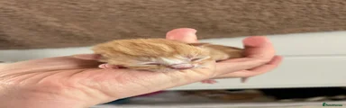 Mixed Breed Kitten 2