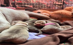 American Bully dogs for sale: Pocket bully puppy’s  - Image 14