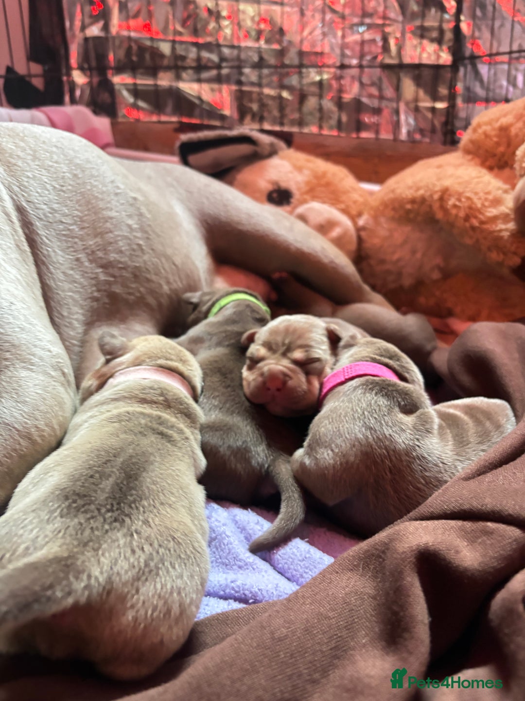 American Bully dogs for sale: Pocket bully puppy’s  - Image 14