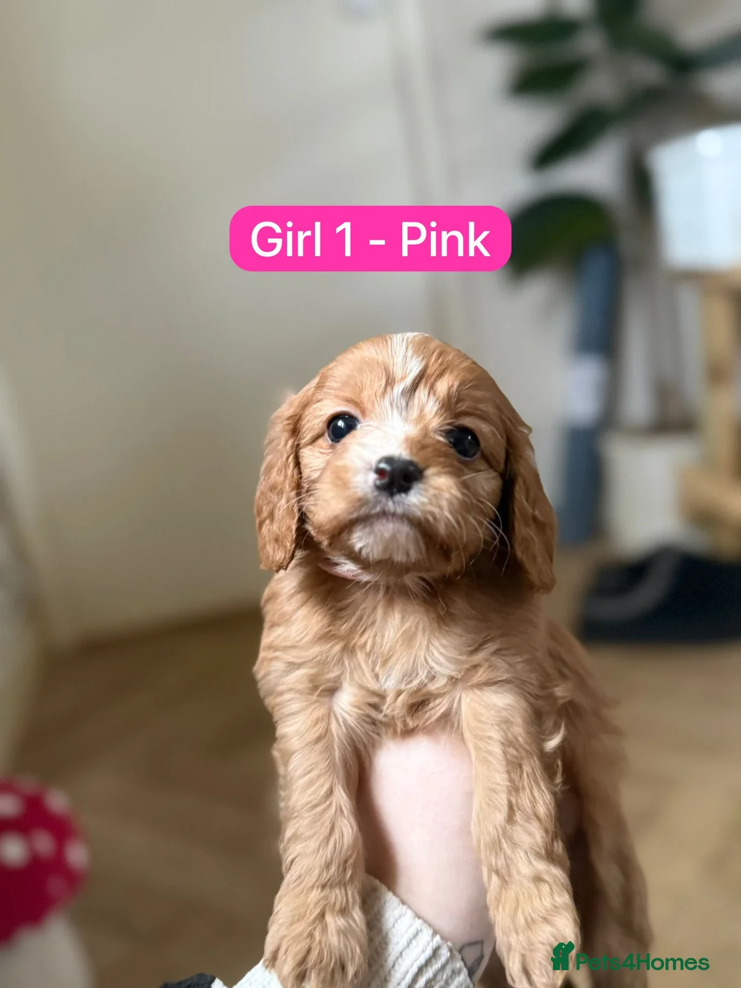 Cavapoo dogs for sale: Cavapoo Puppies - Advert 31