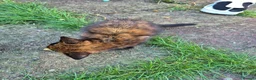 Domestic Shorthair cats for sale:  Tortoiseshell Kitten Stunning Black Ginger - Advert 2
