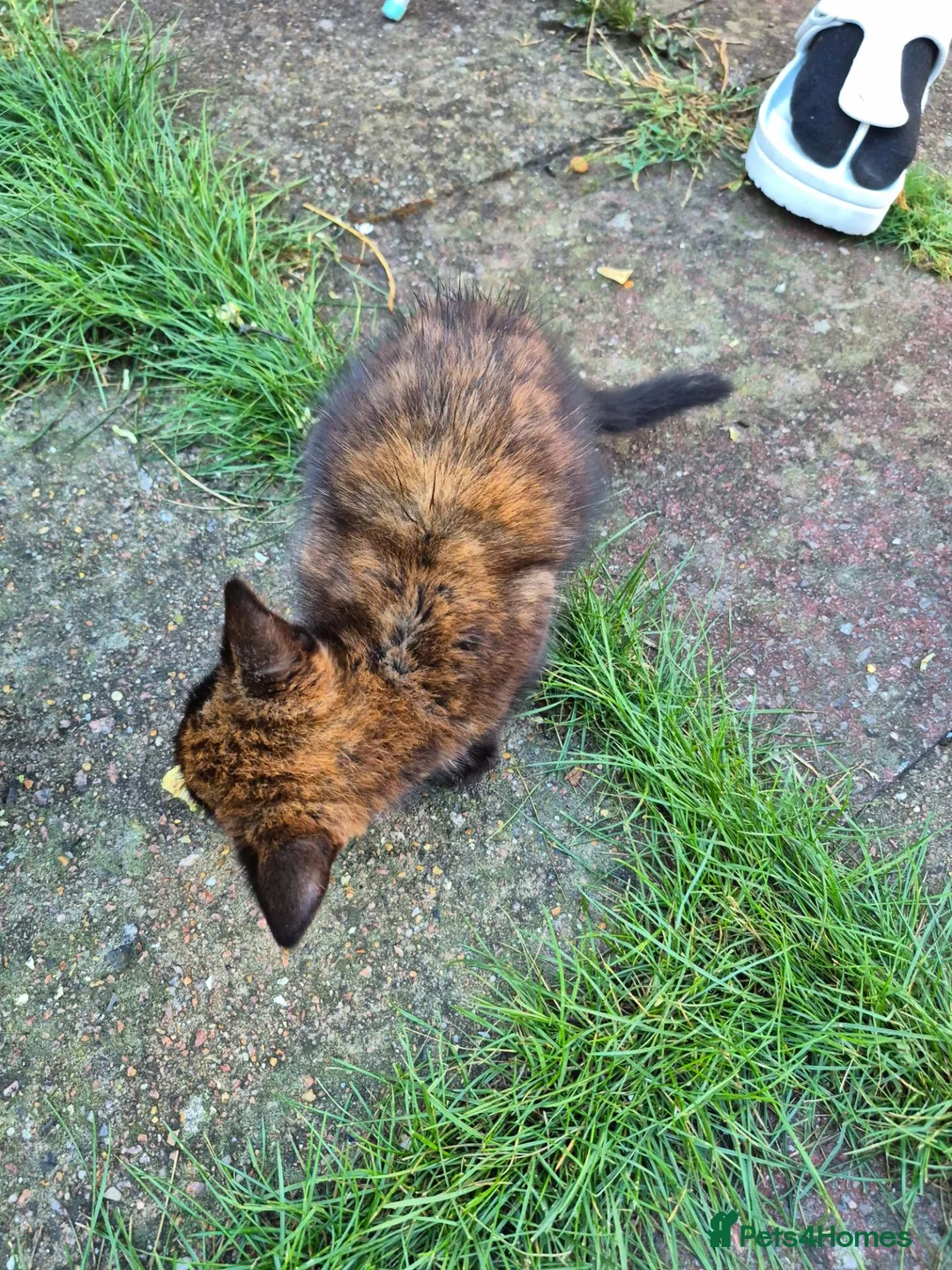 Domestic Shorthair cats for sale:  Tortoiseshell Kitten Stunning Black Ginger - Advert 2