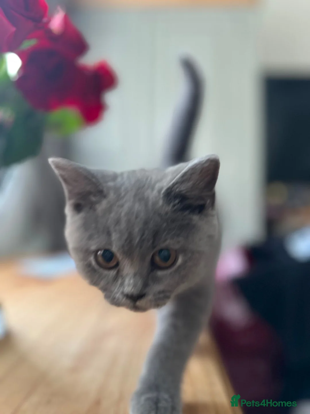 British Shorthair cats for sale: Beautiful Pedigree British Shorthair Male Kitten in Birmingham - Advert 2
