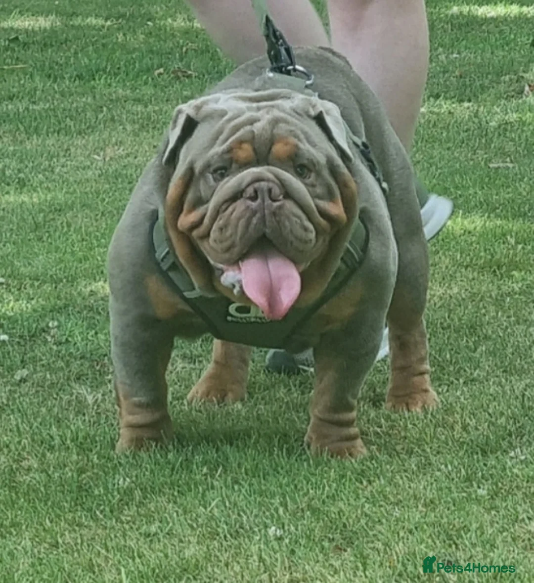 English Bulldog dogs for stud: Proven Full suit lilac and tan KC Bulldog for stud in Huddersfield - Advert 4