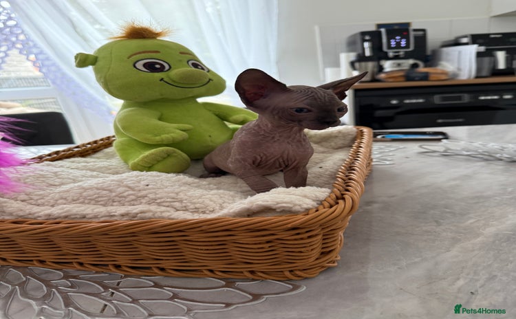 Sphynx cats - Advert 4