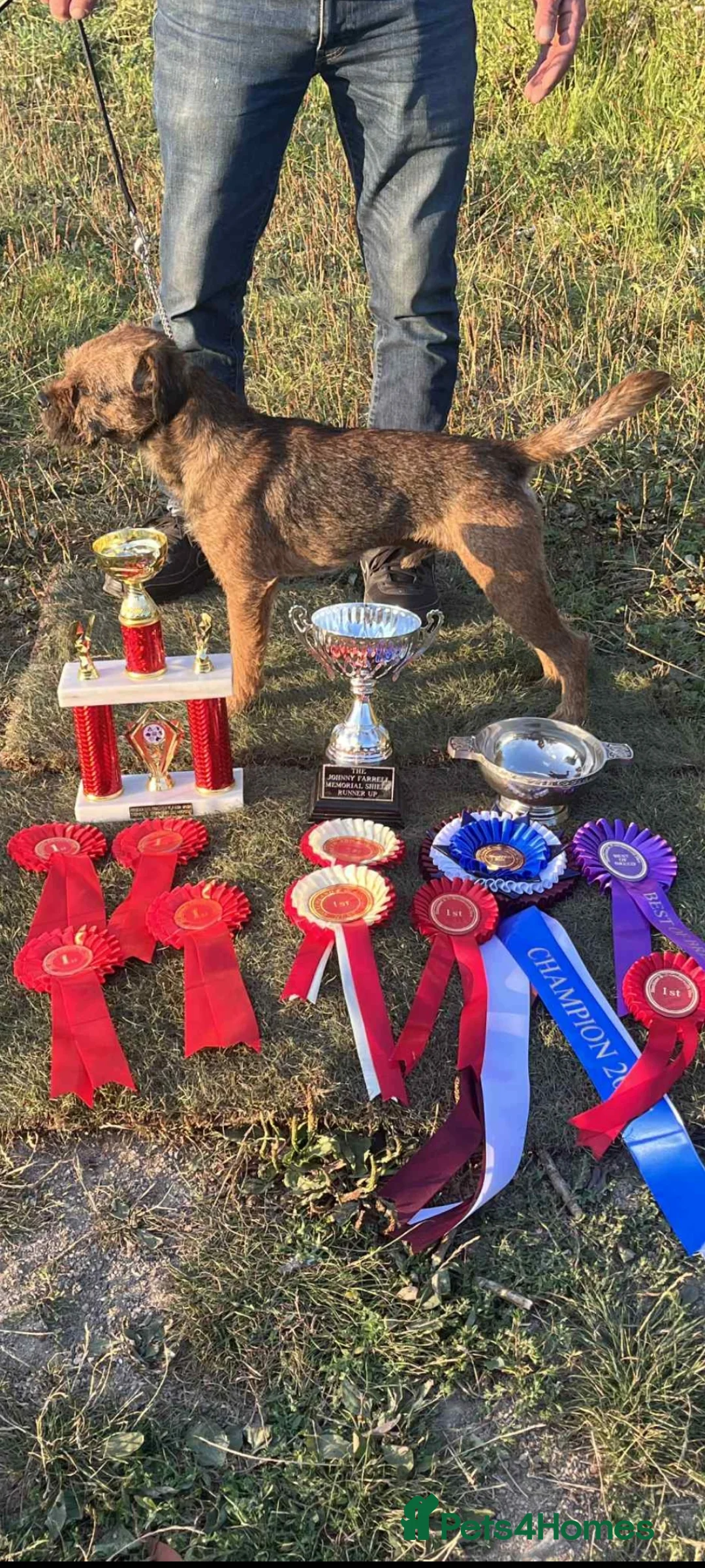 Border Terrier dogs for stud: Kc border stud - Advert 2