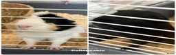 Guinea Pig rodents for sale: 2 Male bonded guinea pigs  - Advert 1