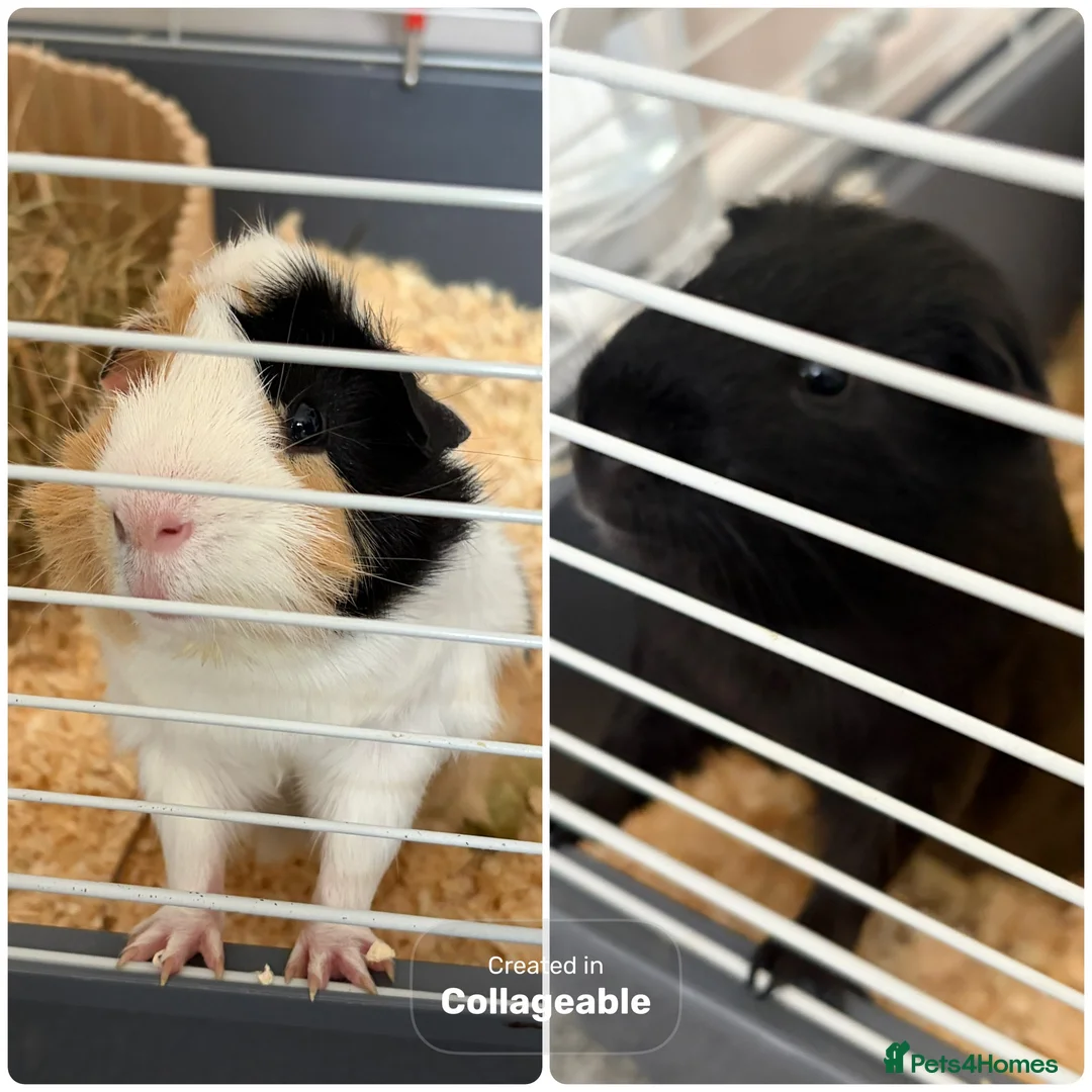 Guinea Pig rodents for sale: 2 Male bonded guinea pigs  - Advert 1