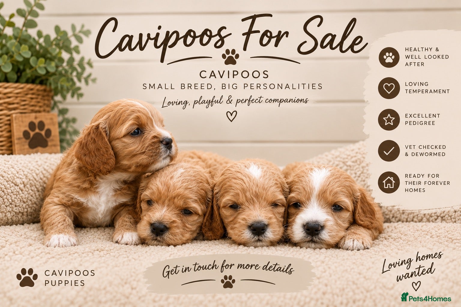 Cavapoo dogs F1 CAVAPOO PUPPIES 5 STAR LICENSED BREEDER.  - Advert 6