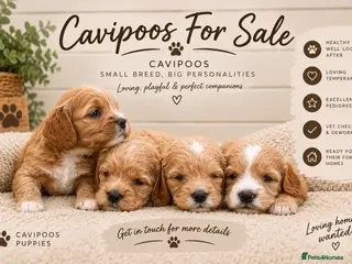 Cavapoo dogs F1 CAVAPOO PUPPIES 5 STAR LICENSED BREEDER. - Advert 6