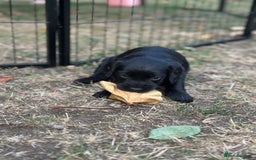 Cocker Spaniel dogs for sale: Cocker Spaniel Puppies looking for the best homes - Image 37