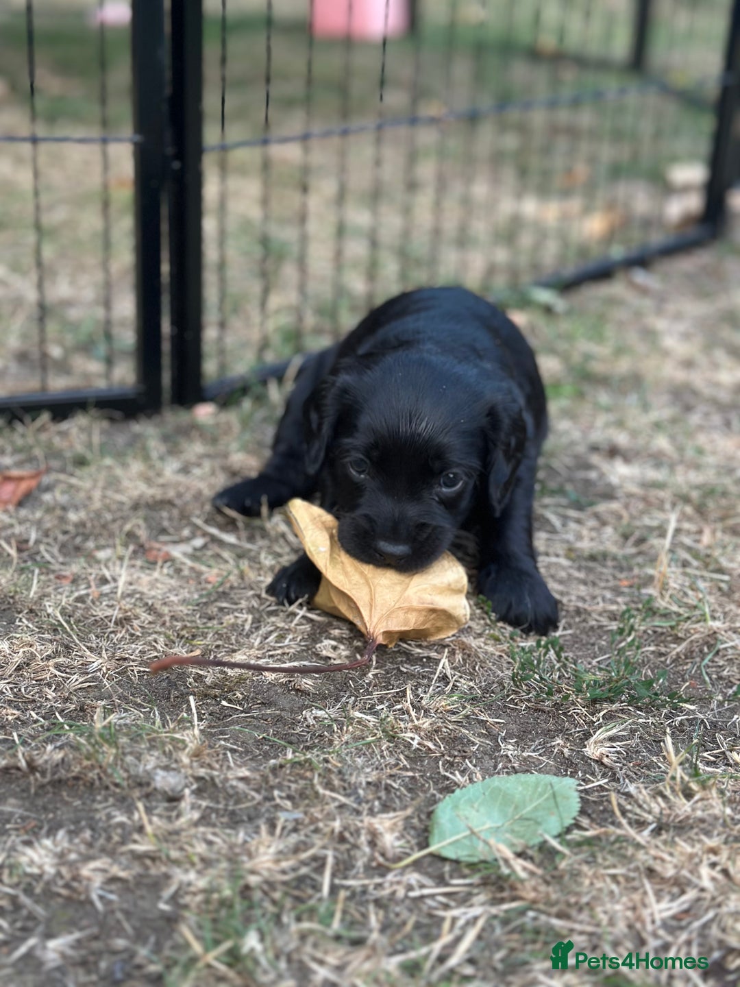 Cocker Spaniel dogs for sale: Cocker Spaniel Puppies looking for the best homes - Image 37
