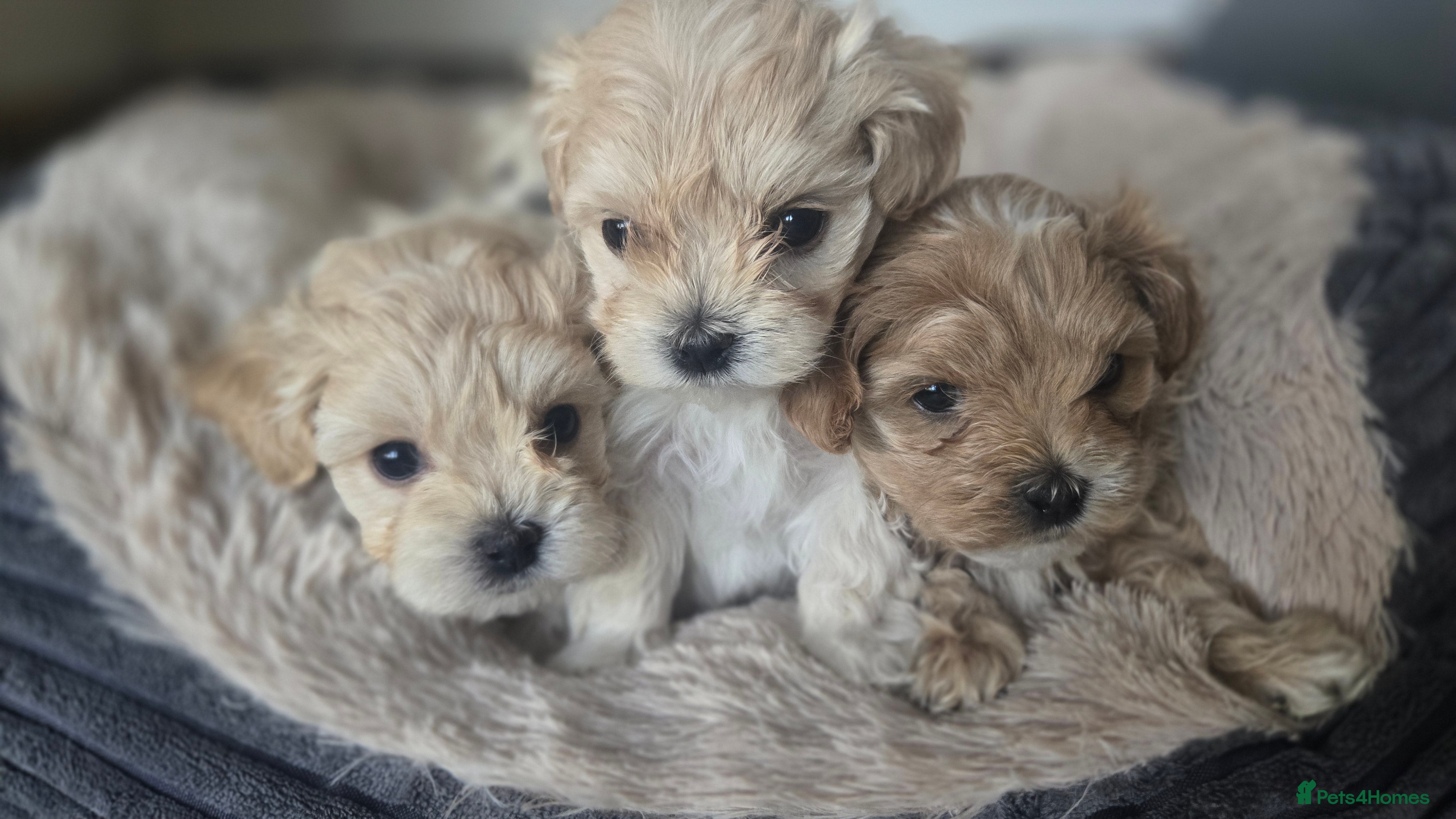 Maltipoo dogs F1🎀Maltipoo 🎀Luxury rare🎀 KC parents - Advert 2