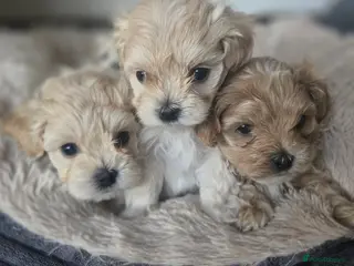 Maltipoo dogs F1🎀Maltipoo 🎀Luxury rare🎀 KC parents - Advert 2