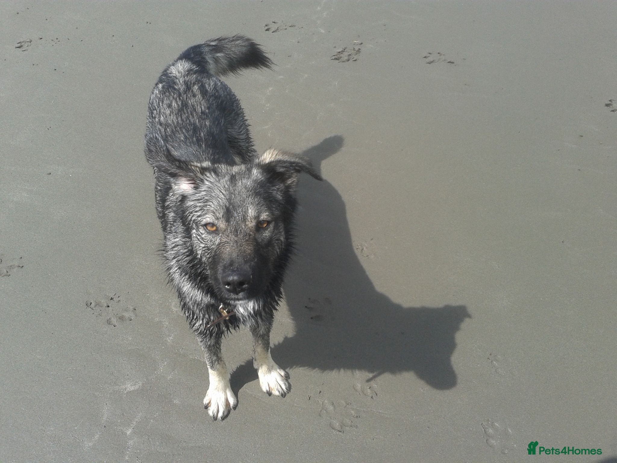 Mixed Breed dogs Mixed Breed Female Looking For Forever Home - Advert 8