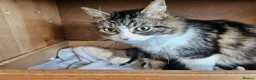 Mixed Breed cats for sale: 4 male kittens - Advert 12
