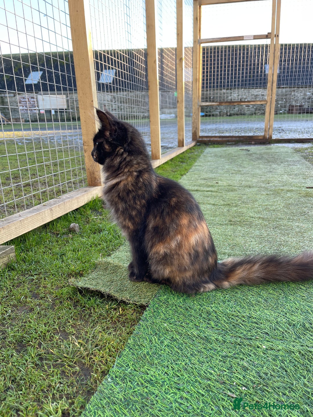 Maine Coon cats for sale: Top pedigree MaineCoon sisters  - Advert 28