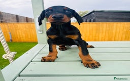 Dobermann dogs for sale: KC Registered Doberman Puppies 🐾🐾🐾 - Image 6