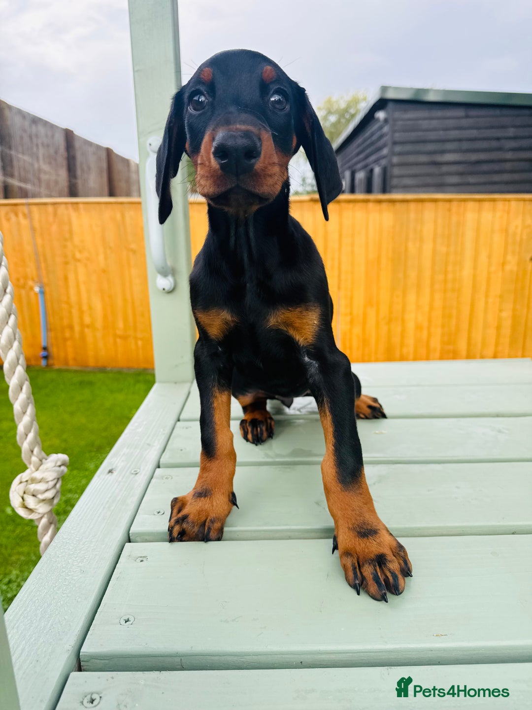 Dobermann dogs for sale: KC Registered Doberman Puppies 🐾🐾🐾 - Image 6